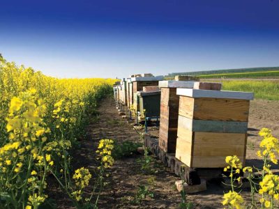Niche Markets and Small Farming are Types of Farming Viable to New Farmers Image